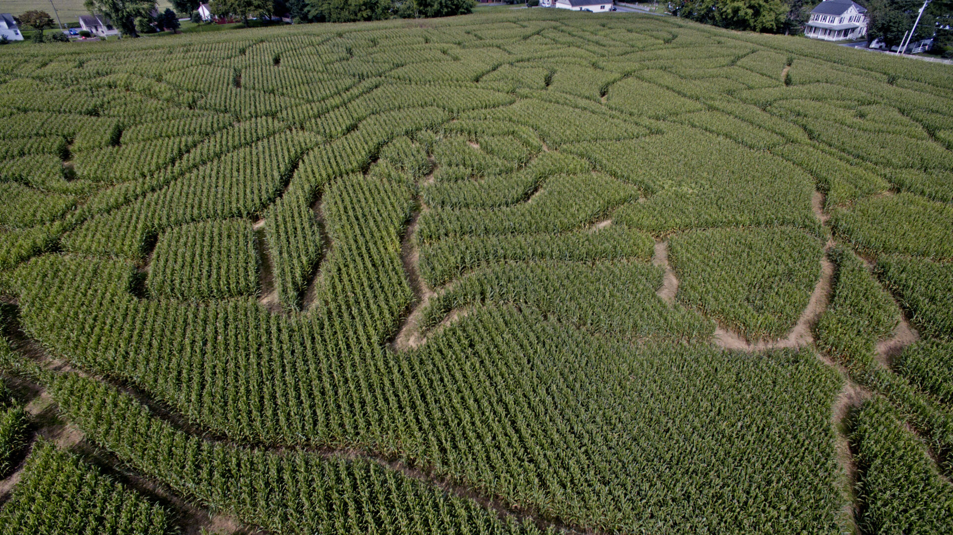 Oregon Dairy Corn Maze